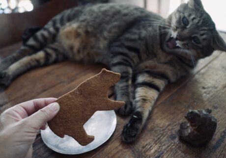 ウメタのおやつチェック。茶トラ キジトラ ウメタとキンタ | ウメタ「うわわわーん。びっくりしたー! クマさんだ」 ウメタのおやつチェック。茶トラ キジトラ ウメタとキンタ | ウメタ「うわわわーん。びっくりしたー! クマさんだ」