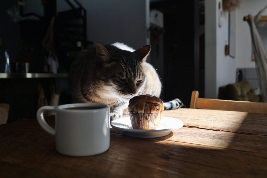 ウメタのおやつチェック。茶トラ キジトラ ウメタとキンタ | ウメタ「これはなんの形? 香りが一番いいのはこれだね」 ウメタのおやつチェック。茶トラ キジトラ ウメタとキンタ | ウメタ「これはなんの形? 香りが一番いいのはこれだね」