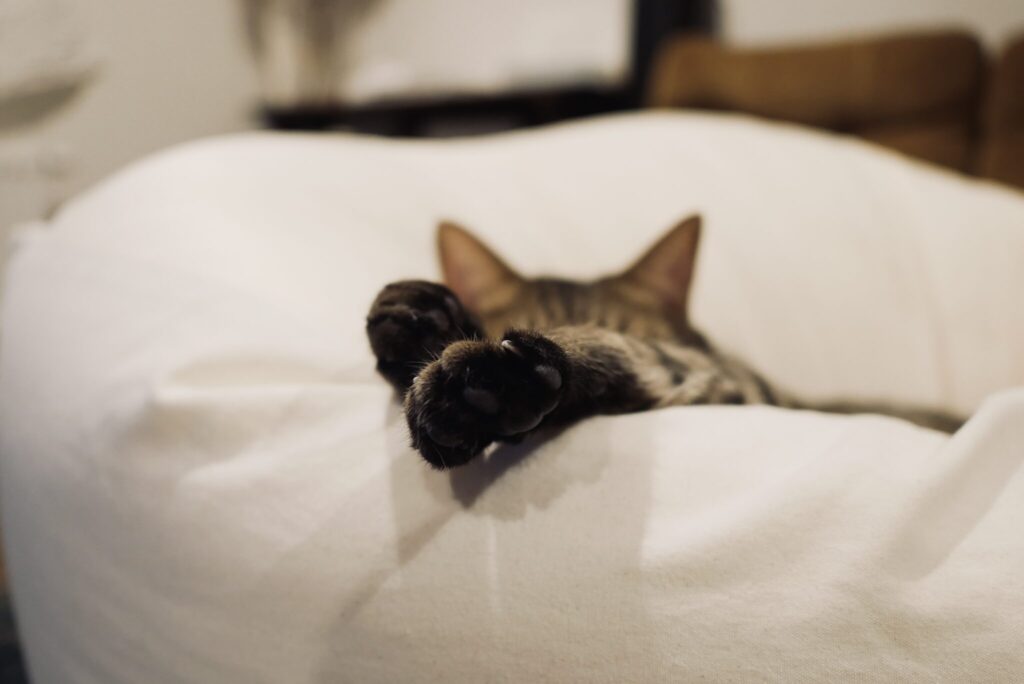 ウメタのおやつチェック。茶トラ キジトラ ウメタとキンタ | ウメタ「なんかくたびれちゃった。おやすみなさーい」 ウメタのおやつチェック。茶トラ キジトラ ウメタとキンタ | ウメタ「なんかくたびれちゃった。おやすみなさーい」