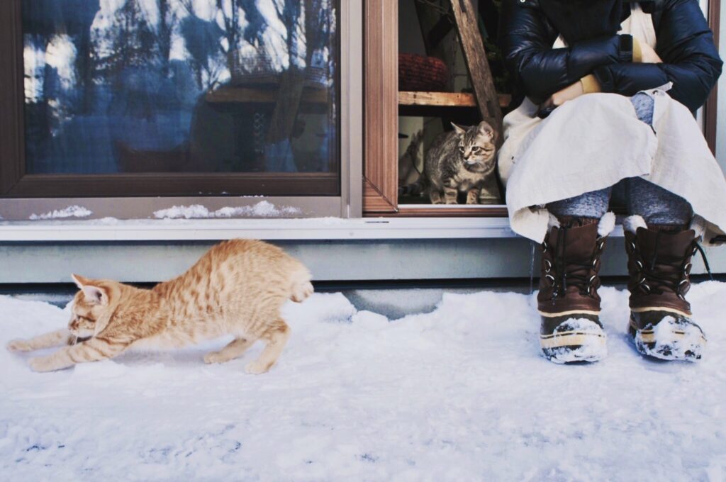 雪とはじめましてのぼくら。茶トラ キジトラ ウメタとキンタ | ウメタ（右）「雪あそびもしちゃってさ。あんよが冷たくないのかな」