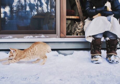 雪とはじめましてのぼくら。茶トラ キジトラ ウメタとキンタ | ウメタ(右)「雪あそびもしちゃってさ。あんよが冷たくないのかな」 雪とはじめましてのぼくら。茶トラ キジトラ ウメタとキンタ | ウメタ(右)「雪あそびもしちゃってさ。あんよが冷たくないのかな」