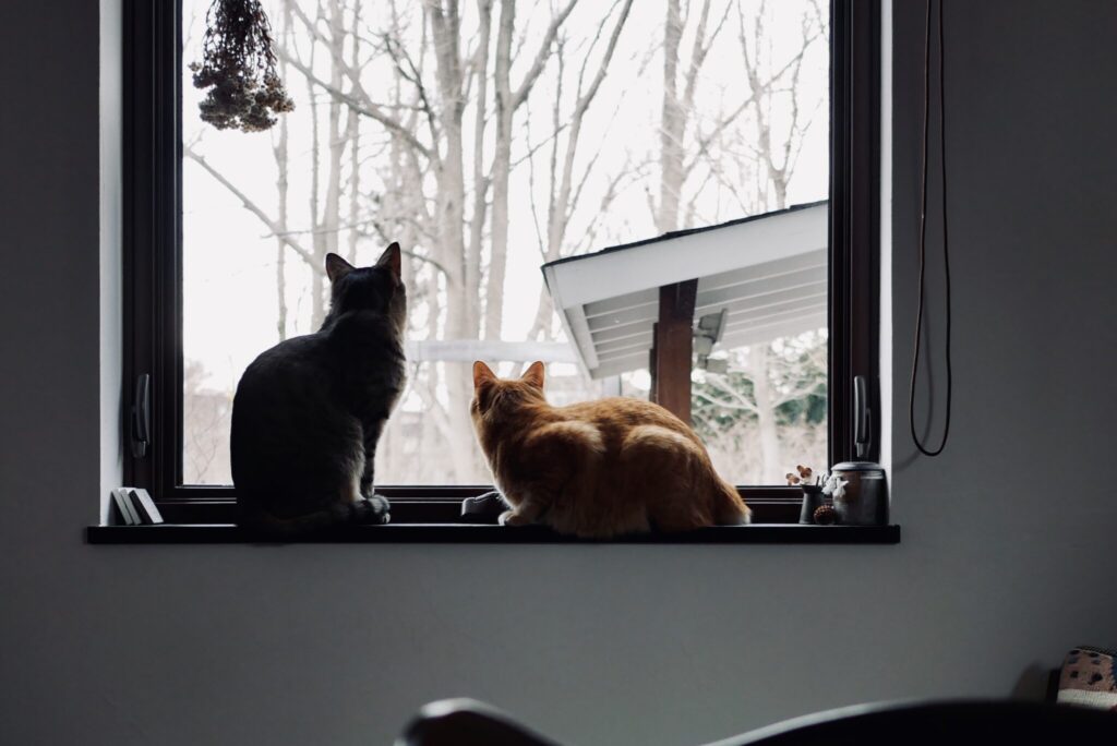 雪とはじめましてのぼくら。茶トラ キジトラ ウメタとキンタ | キンタ（右）「今年も真っ白で、たのしい冬がやってきたね」