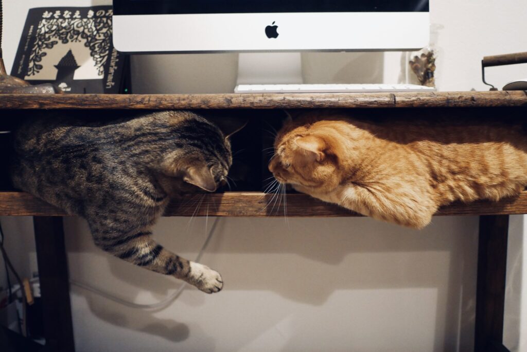 負けられない戦い……？茶トラ キジトラ ウメタとキンタ | ウメタ（左）「ここの場所はだれのもの？ ぼくの？ それともキンタ？」