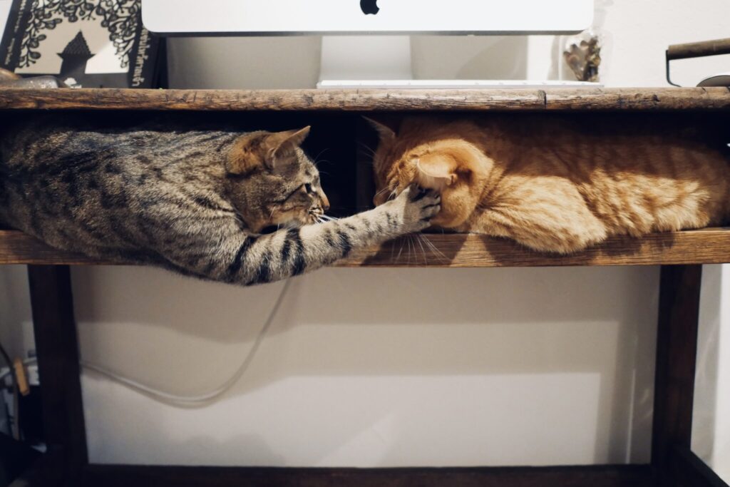 負けられない戦い……？茶トラ キジトラ ウメタとキンタ | ウメタ（左）「譲る気がないなら、戦うまで。それなら負けないよ」