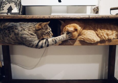 負けられない戦い……？茶トラ キジトラ ウメタとキンタ | ウメタ（左）「譲る気がないなら、戦うまで。それなら負けないよ」