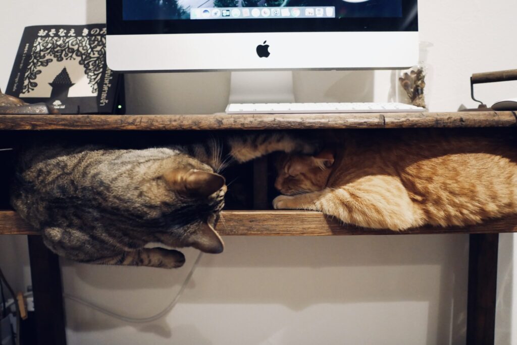 負けられない戦い……？茶トラ キジトラ ウメタとキンタ | ウメタ（左）「うーん？ キンタは戦わないんだ。それなら仲良くみんなもの」