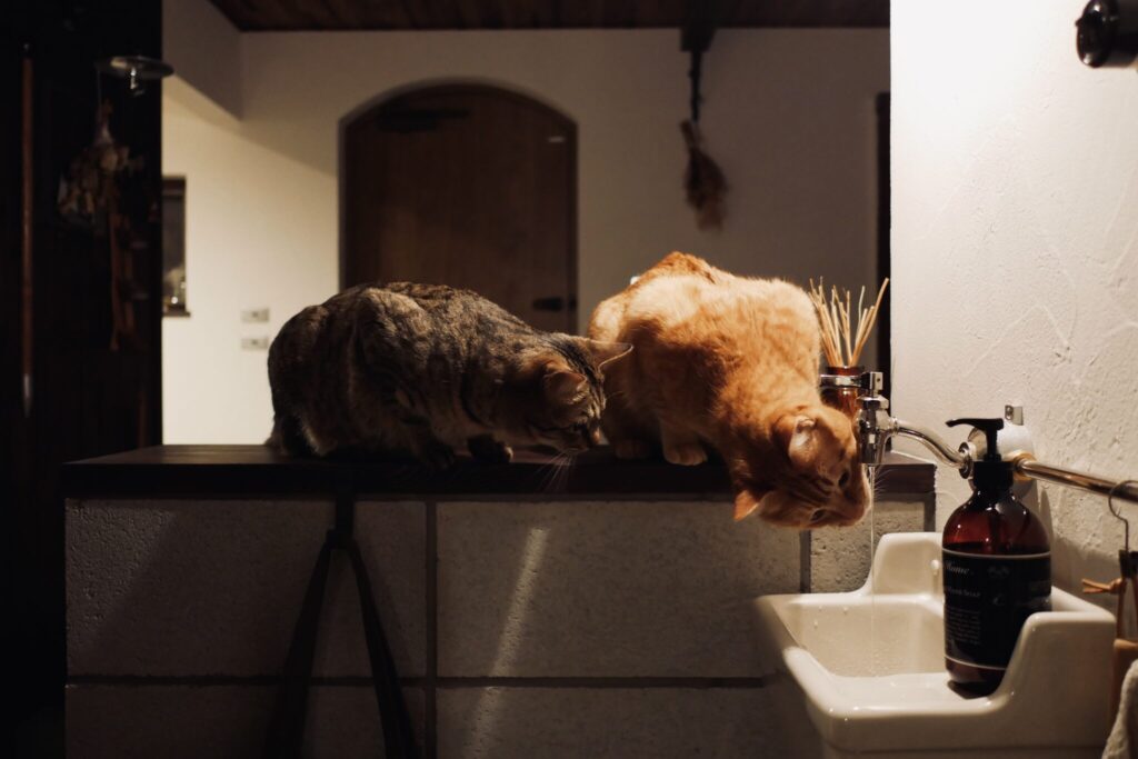 負けられない戦い……？茶トラ キジトラ ウメタとキンタ | ウメタ（左）「たくさん遊んだあとは水分補給！ まずはキンタからどうぞ」