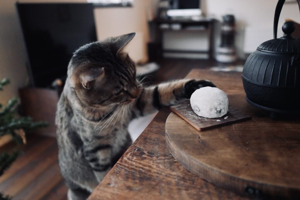 ウメタ、大福に釘付け。茶トラ キジトラ ウメタとキンタ | ウメタ「このまんまるなのものは、大福っていうんだね」 ウメタ、大福に釘付け。茶トラ キジトラ ウメタとキンタ | ウメタ「このまんまるなのものは、大福っていうんだね」