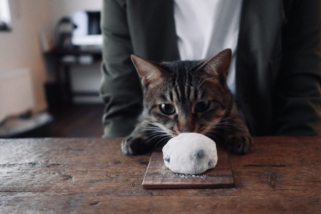 ウメタ、大福に釘付け。茶トラ キジトラ ウメタとキンタ | ウメタ「くんくんしたら、大好きなパンとはちがう、いい香り」 ウメタ、大福に釘付け。茶トラ キジトラ ウメタとキンタ | ウメタ「くんくんしたら、大好きなパンとはちがう、いい香り」