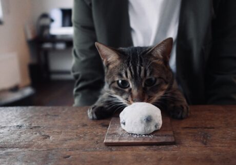 ウメタ、大福に釘付け。茶トラ キジトラ ウメタとキンタ | ウメタ「くんくんしたら、大好きなパンとはちがう、いい香り」 ウメタ、大福に釘付け。茶トラ キジトラ ウメタとキンタ | ウメタ「くんくんしたら、大好きなパンとはちがう、いい香り」