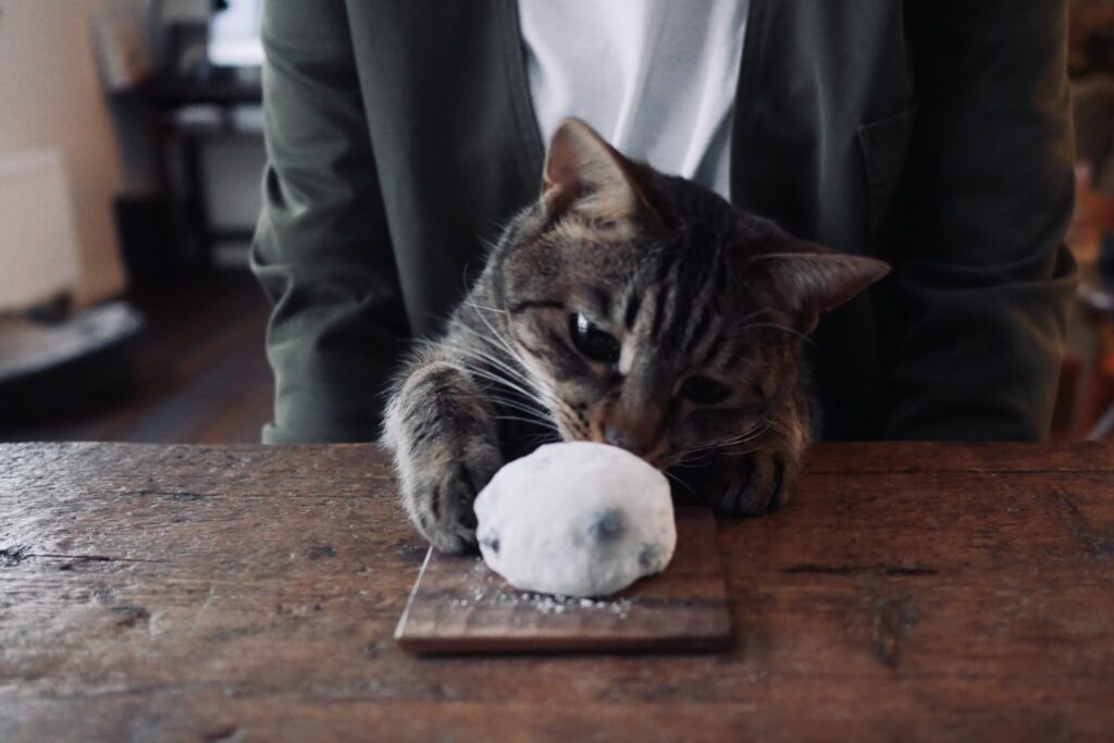 ウメタ、大福に釘付け。茶トラ キジトラ ウメタとキンタ | ウメタ「ちょんちょんしたらやわらかい。大福ってふしぎだね」 ウメタ、大福に釘付け。茶トラ キジトラ ウメタとキンタ | ウメタ「ちょんちょんしたらやわらかい。大福ってふしぎだね」