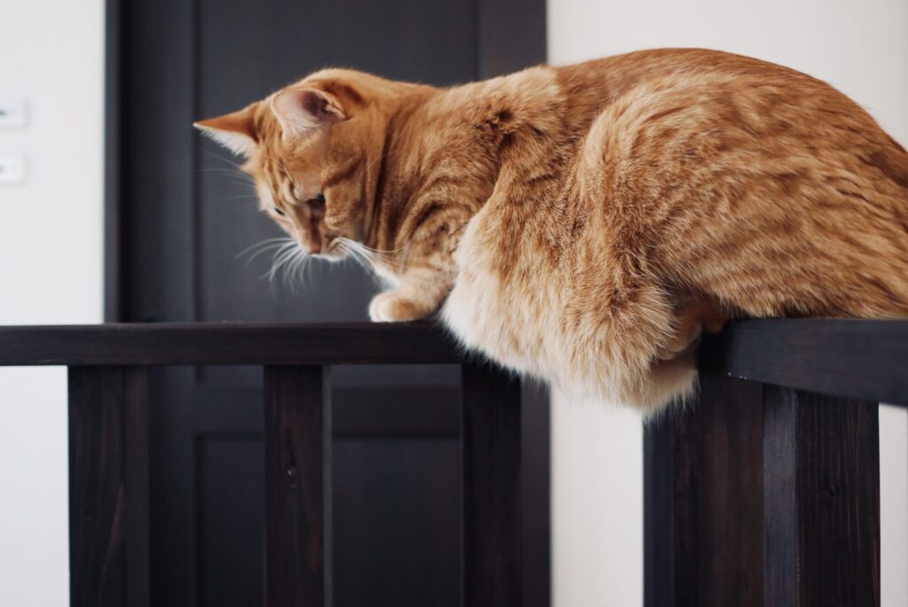 キンタの冬装備。茶トラ キジトラ ウメタとキンタ | キンタ「もちろん、おなかだってまんまるふわふわさ」 キンタの冬装備。茶トラ キジトラ ウメタとキンタ | キンタ「もちろん、おなかだってまんまるふわふわさ」