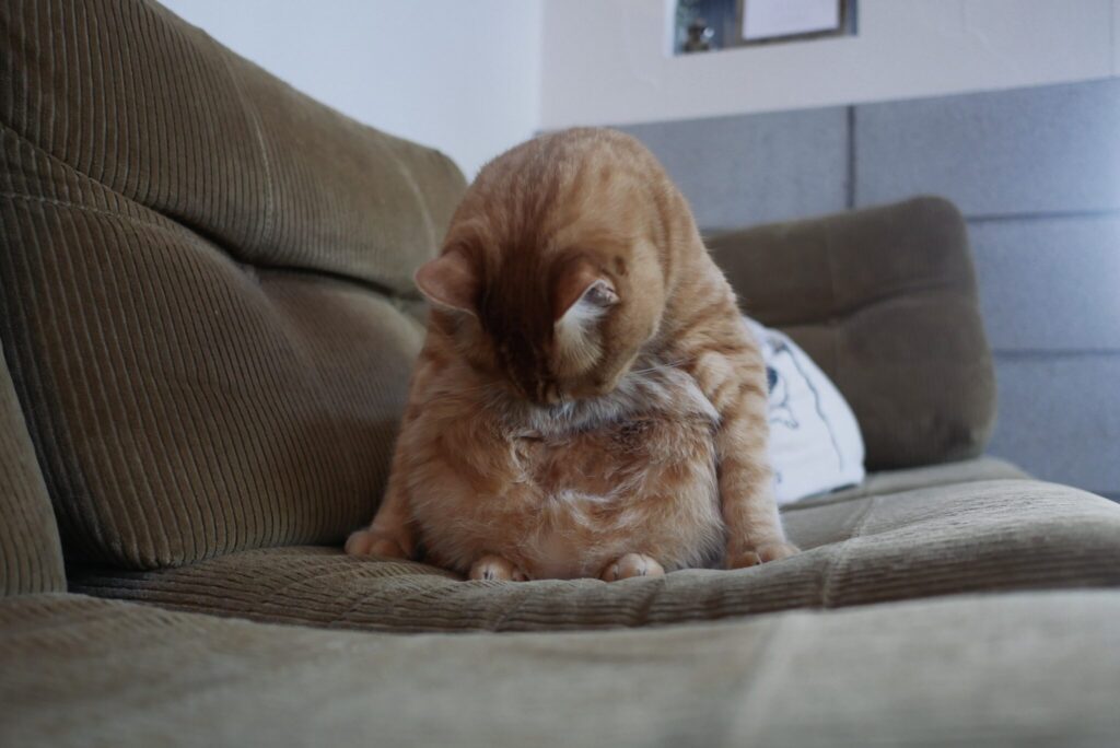 キンタの冬装備。茶トラ キジトラ ウメタとキンタ | キンタ「どうだい、ちょっとさわってみないかい?」 キンタの冬装備。茶トラ キジトラ ウメタとキンタ | キンタ「どうだい、ちょっとさわってみないかい?」