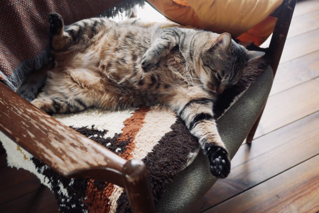 ウメタがふたり……？茶トラ キジトラ ウメタとキンタ | ウメタ「ぼくちんのココあいてますよ。あれれ？ きょうはキンタ来ないのかなぁ……」