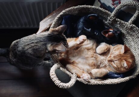 ウメタがふたり……?茶トラ キジトラ ウメタとキンタ | ウメタ(左)「ちょっとキンタの様子をみにきてみたら、あー!!!」 ウメタがふたり……?茶トラ キジトラ ウメタとキンタ | ウメタ(左)「ちょっとキンタの様子をみにきてみたら、あー!!!」