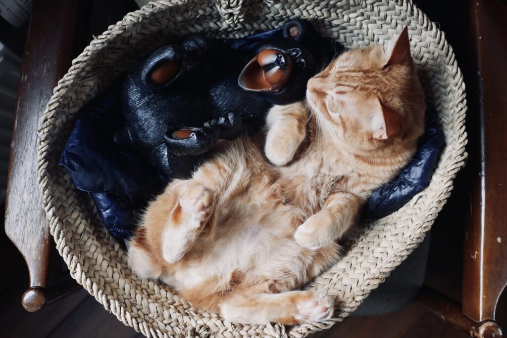 ウメタがふたり……？茶トラ キジトラ ウメタとキンタ | キンタ「えっ？ 横のきみ、ウメタじゃなかったのか！ どおりでちょっとカタイとおもってたんだよ〜」