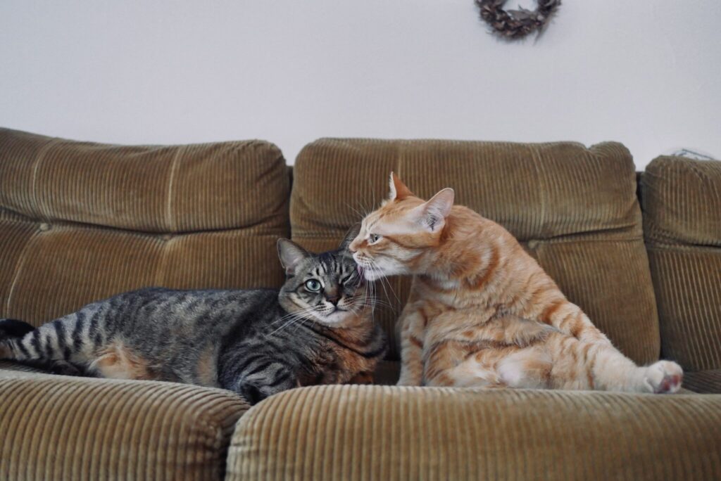 ぼくらの仲直り法。茶トラ キジトラ ウメタとキンタ | キンタ(右)「やあ、調子はどう? キンタだよ。ウメタにさ、きのうはびっくりさせてごめんの毛づくろい」 ぼくらの仲直り法。茶トラ キジトラ ウメタとキンタ | キンタ(右)「やあ、調子はどう? キンタだよ。ウメタにさ、きのうはびっくりさせてごめんの毛づくろい」