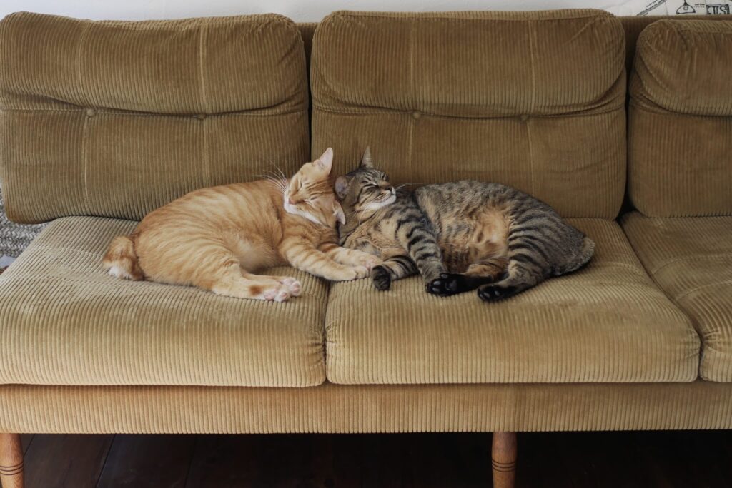 ぼくらの仲直り法。茶トラ キジトラ ウメタとキンタ | キンタ(左)「頭をくっつけてお昼寝すれば、あっという間に仲直り」 ぼくらの仲直り法。茶トラ キジトラ ウメタとキンタ | キンタ(左)「頭をくっつけてお昼寝すれば、あっという間に仲直り」