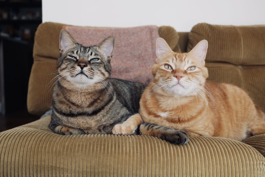 ぼくらの仲直り法。茶トラ キジトラ ウメタとキンタ | キンタ(右)「おててもからだもくっついて。ほら、もう仲良しでしょ!」 ぼくらの仲直り法。茶トラ キジトラ ウメタとキンタ | キンタ(右)「おててもからだもくっついて。ほら、もう仲良しでしょ!」