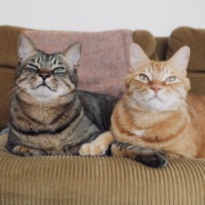 ぼくらの仲直り法。茶トラ キジトラ ウメタとキンタ | キンタ（右）「おててもからだもくっついて。ほら、もう仲良しでしょ！」