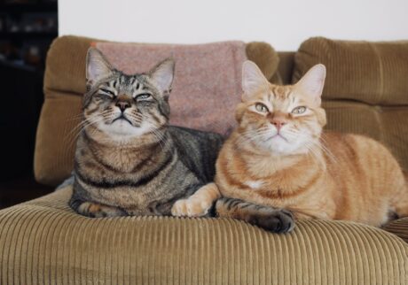 ぼくらの仲直り法。茶トラ キジトラ ウメタとキンタ | キンタ(右)「おててもからだもくっついて。ほら、もう仲良しでしょ!」 ぼくらの仲直り法。茶トラ キジトラ ウメタとキンタ | キンタ(右)「おててもからだもくっついて。ほら、もう仲良しでしょ!」