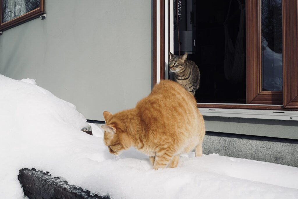 キンタが外にいる隙に……。茶トラ キジトラ ウメタとキンタ | ウメタ(奥)「冬が大好きなキンタは、すぐにお外に飛び出していったよ」 キンタが外にいる隙に……。茶トラ キジトラ ウメタとキンタ | ウメタ(奥)「冬が大好きなキンタは、すぐにお外に飛び出していったよ」