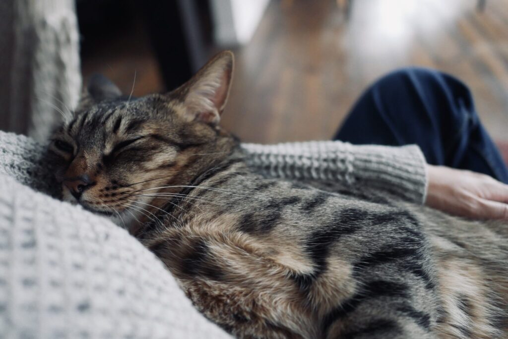 キンタが外にいる隙に……。茶トラ キジトラ ウメタとキンタ | ウメタ「その隙に、だいすきな抱っこタイム」 キンタが外にいる隙に……。茶トラ キジトラ ウメタとキンタ | ウメタ「その隙に、だいすきな抱っこタイム」