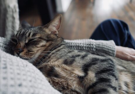 キンタが外にいる隙に……。茶トラ キジトラ ウメタとキンタ | ウメタ「その隙に、だいすきな抱っこタイム」 キンタが外にいる隙に……。茶トラ キジトラ ウメタとキンタ | ウメタ「その隙に、だいすきな抱っこタイム」