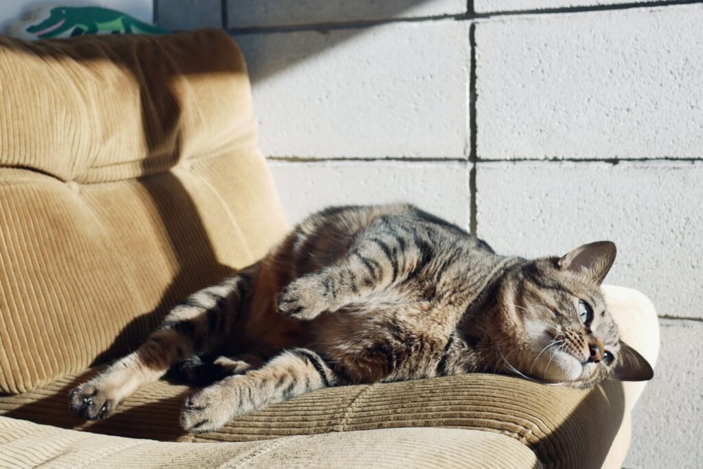 キンタが外にいる隙に……。茶トラ キジトラ ウメタとキンタ | ウメタ「そのあとは窓の外を眺めながら、ひなたぼっこでのんびりするよ」 キンタが外にいる隙に……。茶トラ キジトラ ウメタとキンタ | ウメタ「そのあとは窓の外を眺めながら、ひなたぼっこでのんびりするよ」