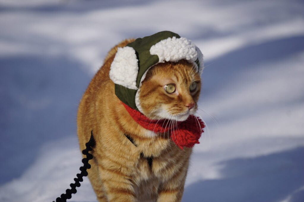 いざ、森の見回りへ! 茶トラ キジトラ ウメタとキンタ | キンタ「やあ、おまちどうさま。キンタだよ。今日は森のみまわりさ」 いざ、森の見回りへ! 茶トラ キジトラ ウメタとキンタ | キンタ「やあ、おまちどうさま。キンタだよ。今日は森のみまわりさ」
