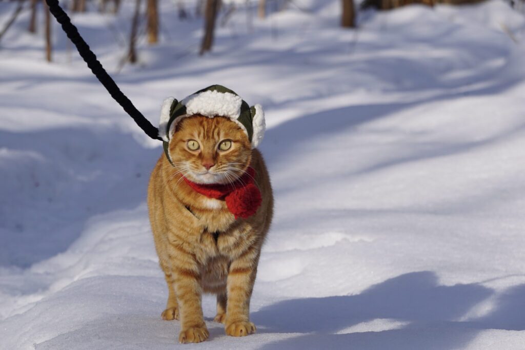 いざ、森の見回りへ! 茶トラ キジトラ ウメタとキンタ | キンタ「雪の上であんよは冷たくなるけど、へっちゃらなのさ」 いざ、森の見回りへ! 茶トラ キジトラ ウメタとキンタ | キンタ「雪の上であんよは冷たくなるけど、へっちゃらなのさ」