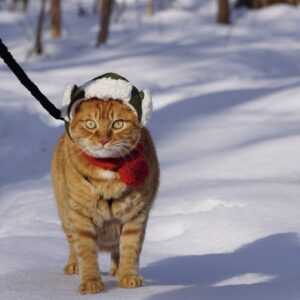 いざ、森の見回りへ！ 茶トラ キジトラ ウメタとキンタ | キンタ「雪の上であんよは冷たくなるけど、へっちゃらなのさ」