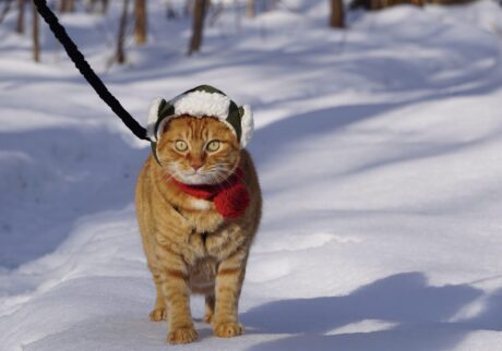 いざ、森の見回りへ! 茶トラ キジトラ ウメタとキンタ | キンタ「雪の上であんよは冷たくなるけど、へっちゃらなのさ」 いざ、森の見回りへ! 茶トラ キジトラ ウメタとキンタ | キンタ「雪の上であんよは冷たくなるけど、へっちゃらなのさ」