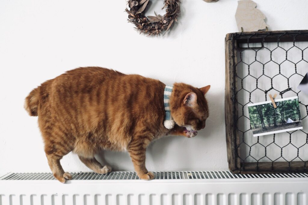 いざ、森の見回りへ! 茶トラ キジトラ ウメタとキンタ | キンタ「ただいま! まずは、冷えたあんよを温めて……」 いざ、森の見回りへ! 茶トラ キジトラ ウメタとキンタ | キンタ「ただいま! まずは、冷えたあんよを温めて……」