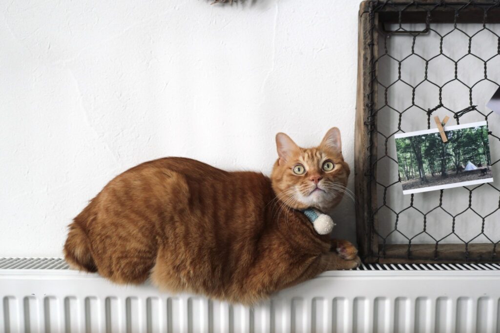 いざ、森の見回りへ! 茶トラ キジトラ ウメタとキンタ | キンタ「そのあとはおなかも温めて、すっかり元気回復さ!」 いざ、森の見回りへ! 茶トラ キジトラ ウメタとキンタ | キンタ「そのあとはおなかも温めて、すっかり元気回復さ!」