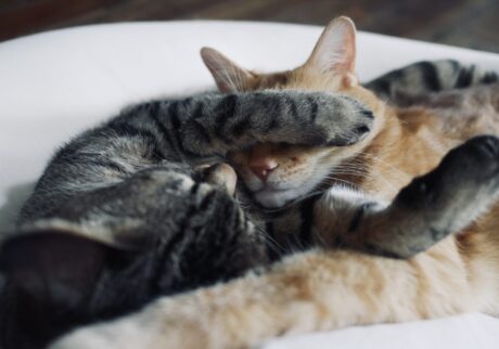 お昼寝日和な雪の日。茶トラ キジトラ ウメタとキンタ | ウメタ(左)「キンタとゆっくりお昼寝するよ。起こすのは、おやつのときだけにしてね」 お昼寝日和な雪の日。茶トラ キジトラ ウメタとキンタ | ウメタ(左)「キンタとゆっくりお昼寝するよ。起こすのは、おやつのときだけにしてね」