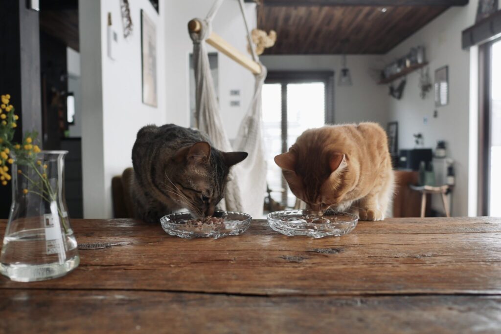 おやつ、あげませんよ。茶トラ キジトラ ウメタとキンタ | ウメタ(左)「ぼくらのおやつタイム」 おやつ、あげませんよ。茶トラ キジトラ ウメタとキンタ | ウメタ(左)「ぼくらのおやつタイム」