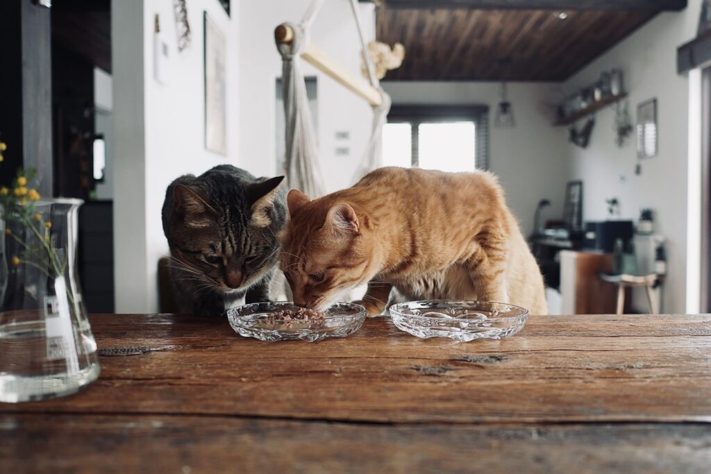 おやつ、あげませんよ。茶トラ キジトラ ウメタとキンタ | ウメタ(左)「食いしんボーイのキンタは、ぼくのおやつを狙ってる」 おやつ、あげませんよ。茶トラ キジトラ ウメタとキンタ | ウメタ(左)「食いしんボーイのキンタは、ぼくのおやつを狙ってる」