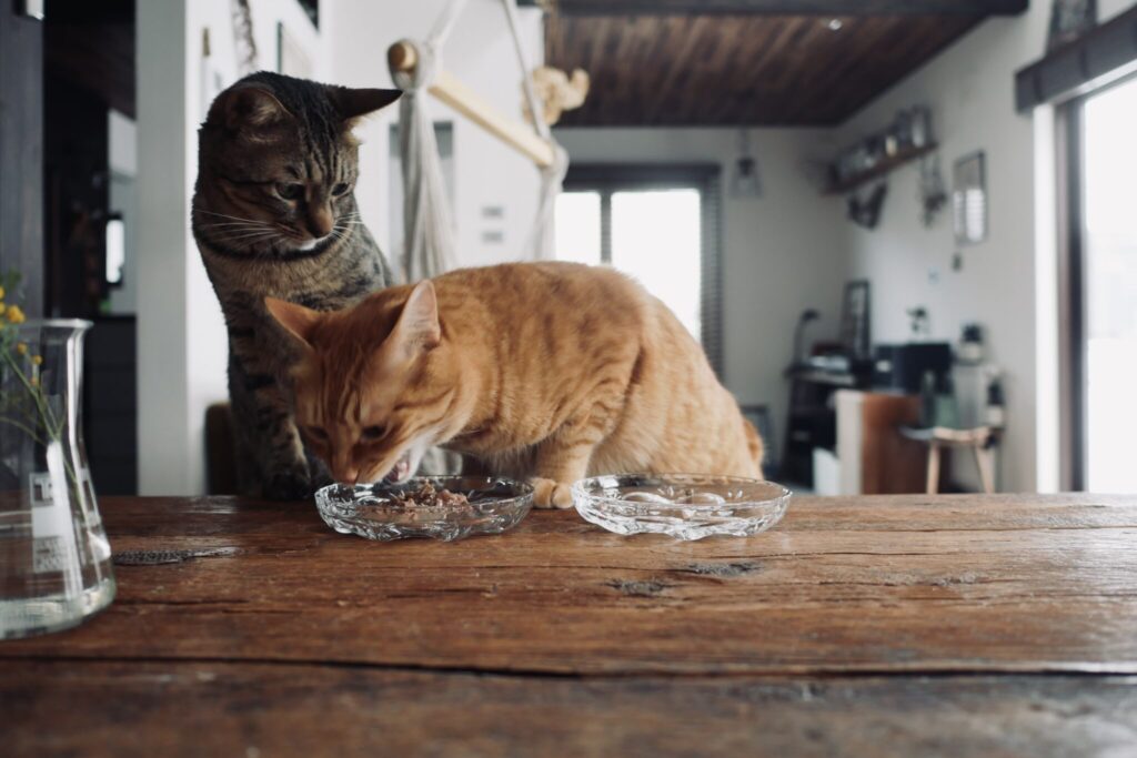 おやつ、あげませんよ。茶トラ キジトラ ウメタとキンタ | ウメタ(左)「やめてよ、キンタ。ぼくのだよ!」 おやつ、あげませんよ。茶トラ キジトラ ウメタとキンタ | ウメタ(左)「やめてよ、キンタ。ぼくのだよ!」