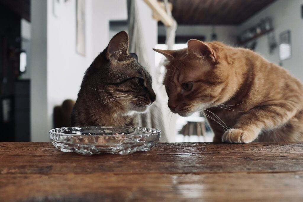 おやつ、あげませんよ。茶トラ キジトラ ウメタとキンタ | ウメタ(左)「まったくもー。ねえ、キンタ! 反省してるのかい」 おやつ、あげませんよ。茶トラ キジトラ ウメタとキンタ | ウメタ(左)「まったくもー。ねえ、キンタ! 反省してるのかい」