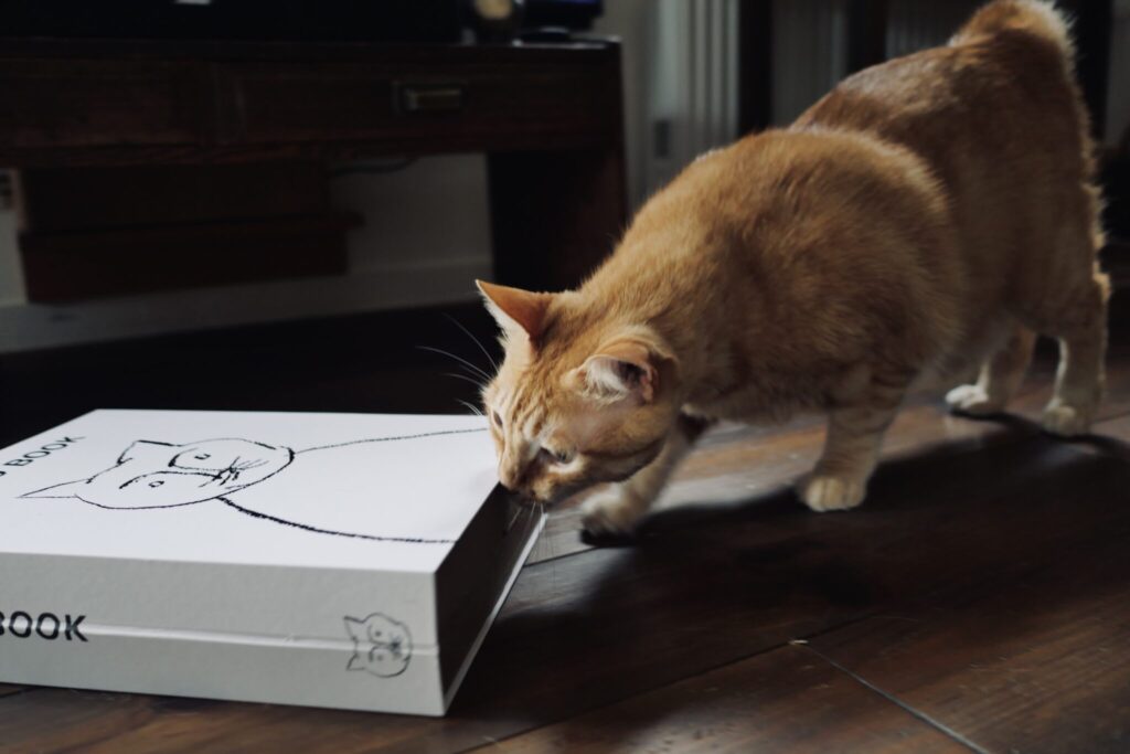 ふたりのお気に入り、大公開。茶トラ キジトラ ウメタとキンタ | キンタ「やあ、またせたね。キンタだよ。何にだって興味をもつのが長所なのさ。これは、ぼくのお気に入りのつめとぎ！ これで、身だしなみをととのえるのさ」