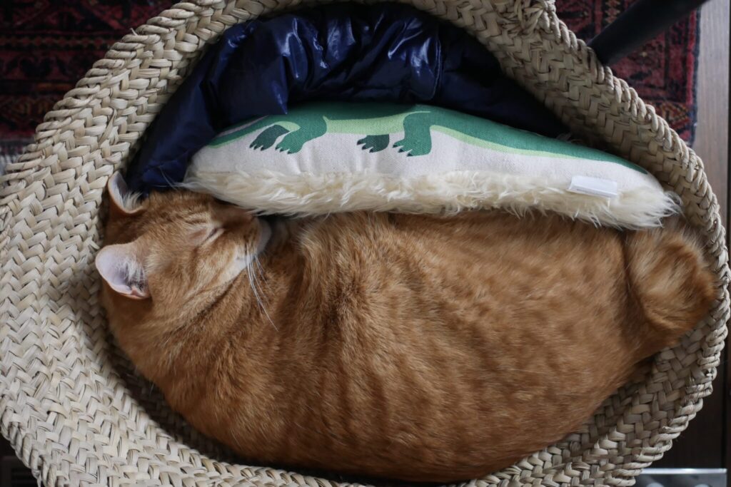 ふたりのお気に入り、大公開。茶トラ キジトラ ウメタとキンタ | キンタ「つめとぎの後は、こんなクッションだって使いこなしちゃう」