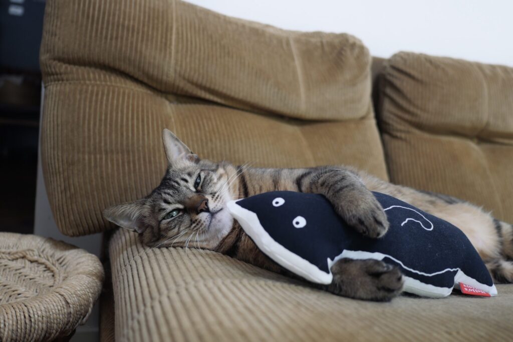 ふたりのお気に入り、大公開。茶トラ キジトラ ウメタとキンタ | ウメタ「ぼくは甘えんボーイだから、この“くろもじゃさん”にも甘えちゃう。キンタには内緒だよ」