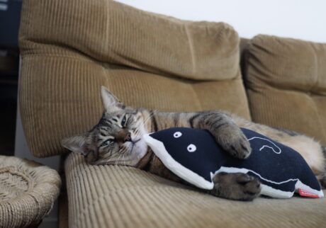 ふたりのお気に入り、大公開。茶トラ キジトラ ウメタとキンタ | ウメタ「ぼくは甘えんボーイだから、この“くろもじゃさん”にも甘えちゃう。キンタには内緒だよ」