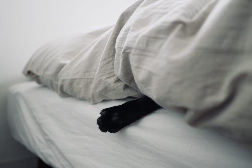 たまには、ひとりになりたいのさ。茶トラ キジトラ ウメタとキンタ | ウメタ「ぼくだって、たまにはひとりでゆっくり寝たい日もある」 たまには、ひとりになりたいのさ。茶トラ キジトラ ウメタとキンタ | ウメタ「ぼくだって、たまにはひとりでゆっくり寝たい日もある」