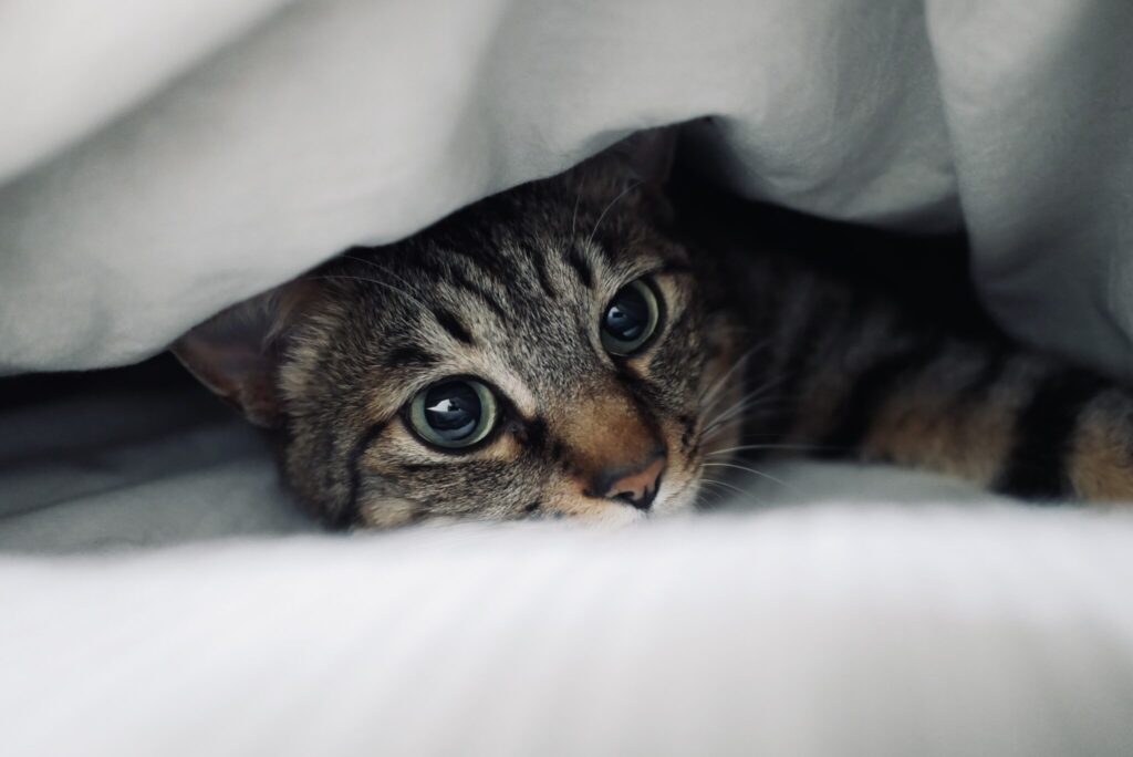 たまには、ひとりになりたいのさ。茶トラ キジトラ ウメタとキンタ | ウメタ「お布団のぬくもりは、いつだってぼくの味方だよ」 たまには、ひとりになりたいのさ。茶トラ キジトラ ウメタとキンタ | ウメタ「お布団のぬくもりは、いつだってぼくの味方だよ」