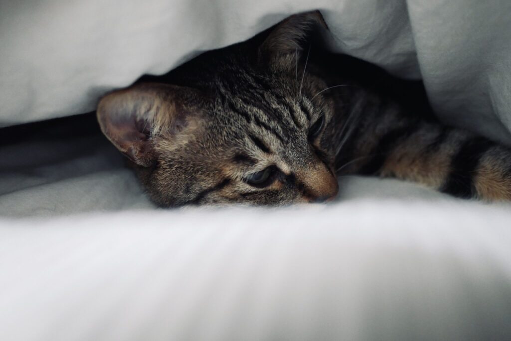 たまには、ひとりになりたいのさ。茶トラ キジトラ ウメタとキンタ | ウメタ「でも、ちょっぴりさびしくなってきちゃったな」 たまには、ひとりになりたいのさ。茶トラ キジトラ ウメタとキンタ | ウメタ「でも、ちょっぴりさびしくなってきちゃったな」