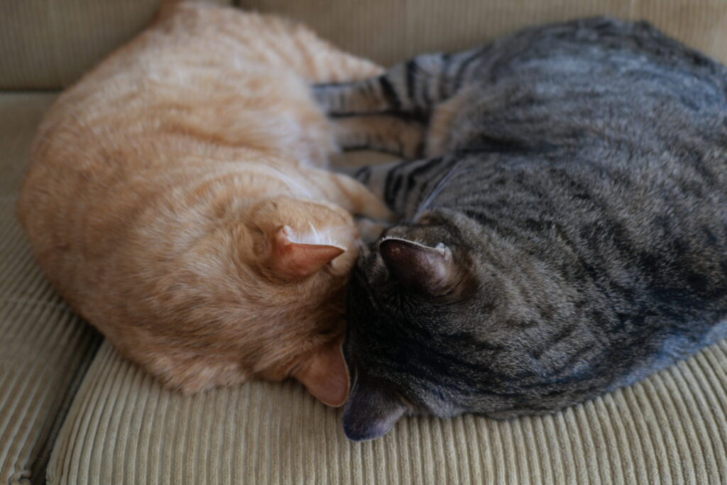 たまには、ひとりになりたいのさ。茶トラ キジトラ ウメタとキンタ | ウメタ「やっぱり、いっしょがいちばんだ!」 たまには、ひとりになりたいのさ。茶トラ キジトラ ウメタとキンタ | ウメタ「やっぱり、いっしょがいちばんだ!」