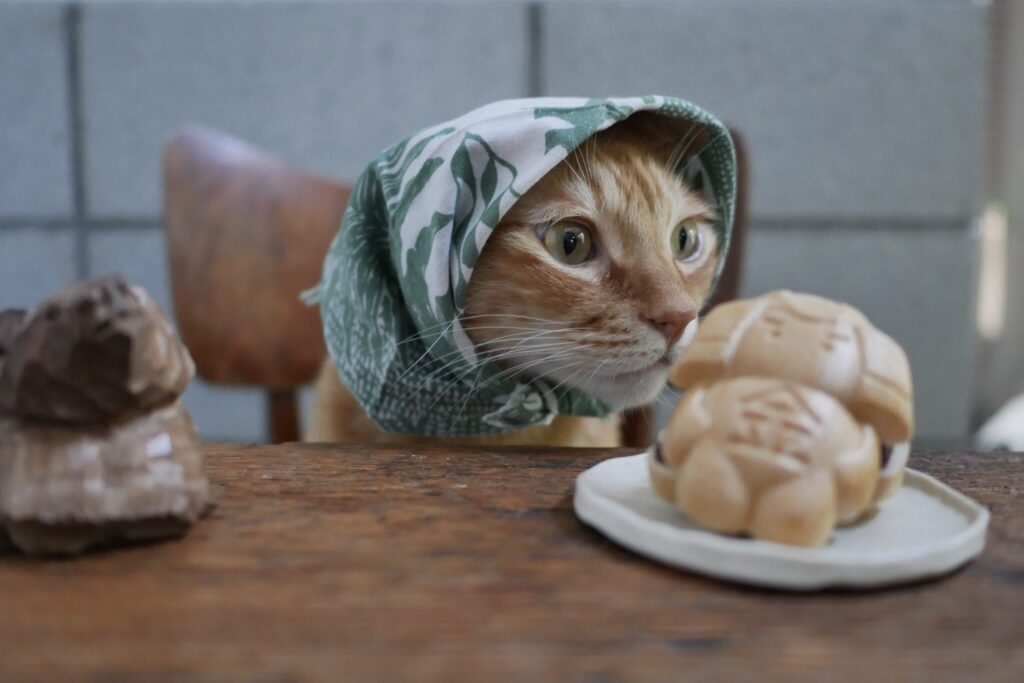 キンタのモデル仕事。茶トラ キジトラ ウメタとキンタ | キンタ「すんすんすん、なんだろな？ 一緒に撮らせてーって、お世話係が買ってきた。ぼくとおなじ名前なんだって」