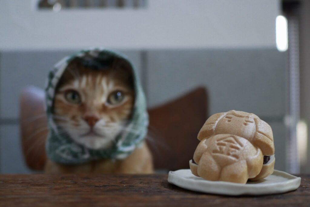 キンタのモデル仕事。茶トラ キジトラ ウメタとキンタ | キンタ「ちゃちゃっと撮影。はい、ちーず！」